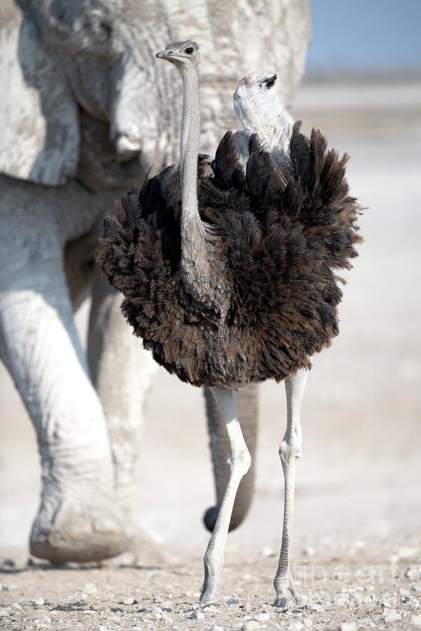 Male Southern Ostrich Photograph by Tony Camacho/science Photo Library
