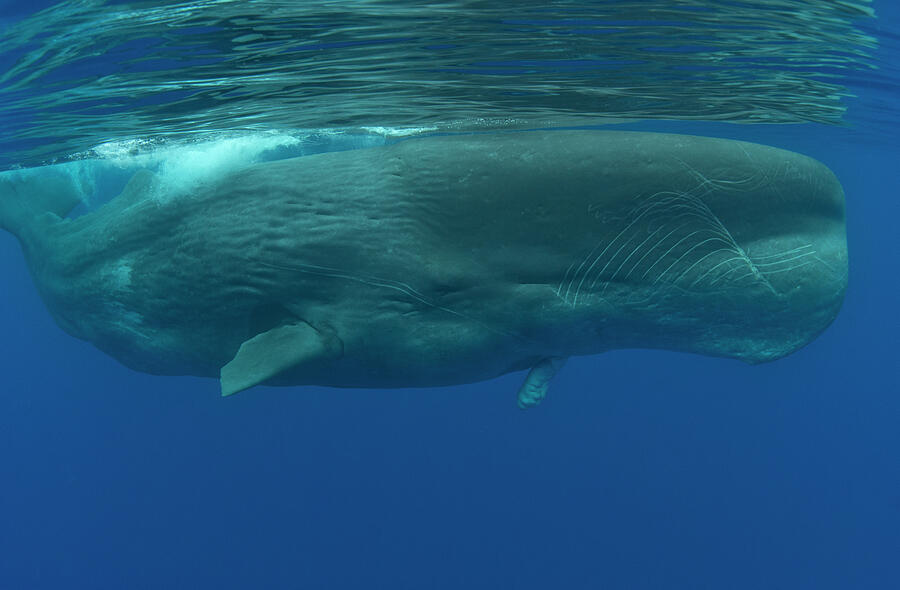 Male Sperm Whale With Deformed Lower Jaw. Pico Island Photograph by ...