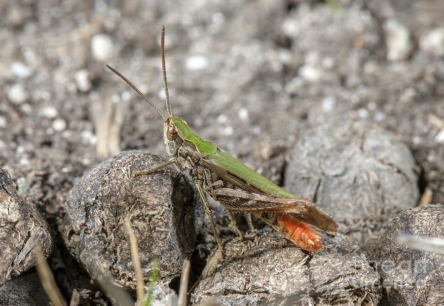 Male Stripe-winged Grasshopper Photograph by Bob Gibbons/science Photo Library
