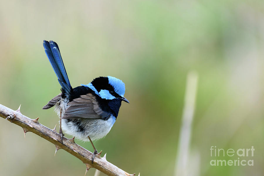 Male Superb Fairywren Photograph By Dr P. Marazzi Science Photo Library 