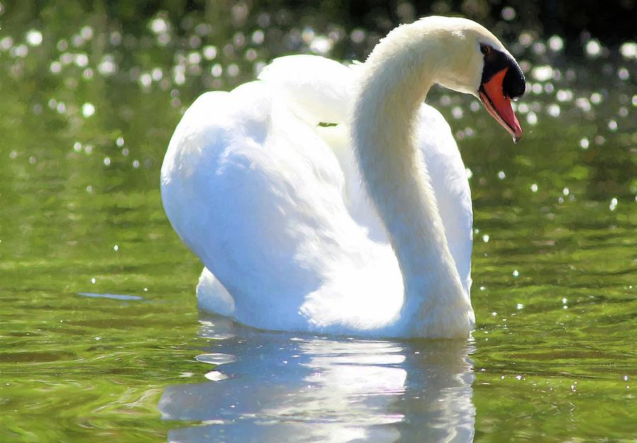 Male Swan Painting Photograph