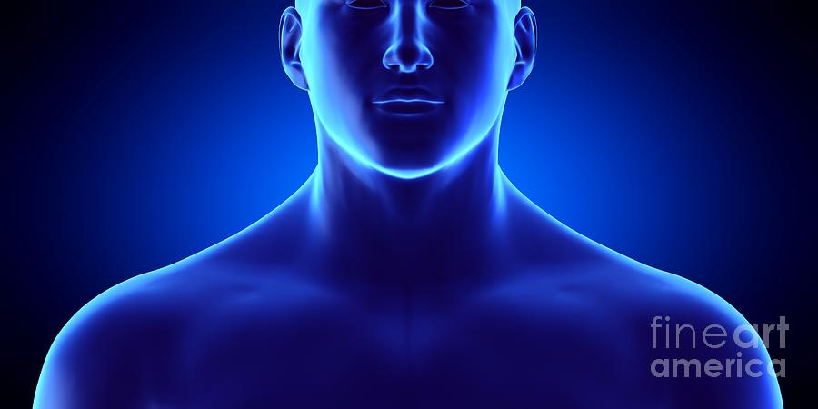 Male Throat Photograph by Sebastian Kaulitzki/science Photo Library