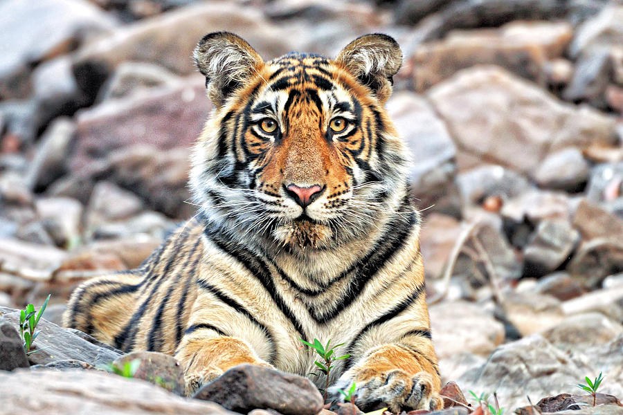 Male Tiger Cub Photograph by Copyright@jgovindaraj