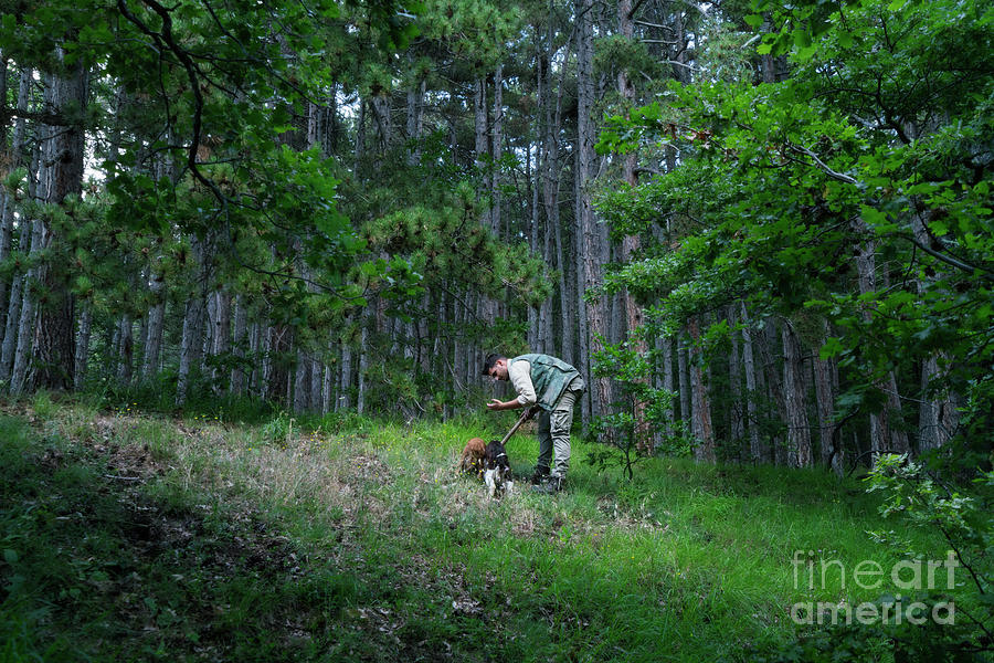 Male Truffle Hunter In 20s Collects Photograph by Wanderluster