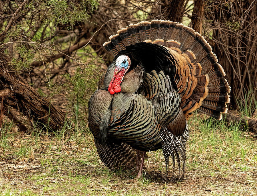 Male Turkey 2 Photograph by Sherry Karr Adkins | Fine Art America