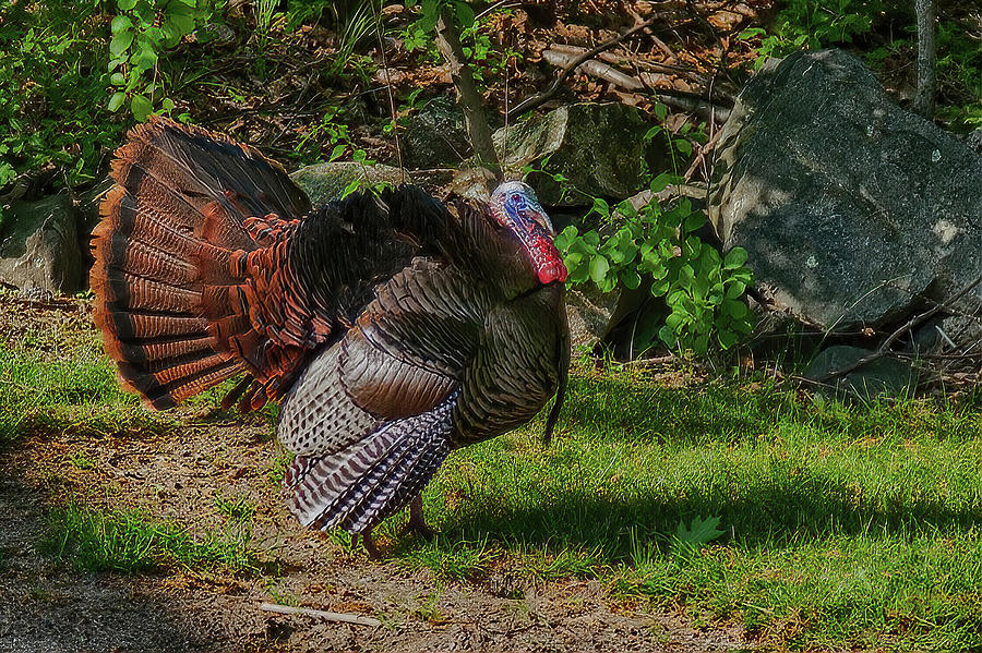 Male Turkey in Rut Photograph by Jeff Folger