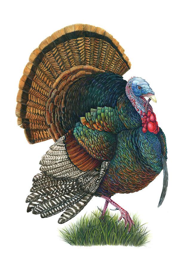 Thanksgiving Painting - Male Turkey Strut by Mindy Lighthipe- Artist Llc