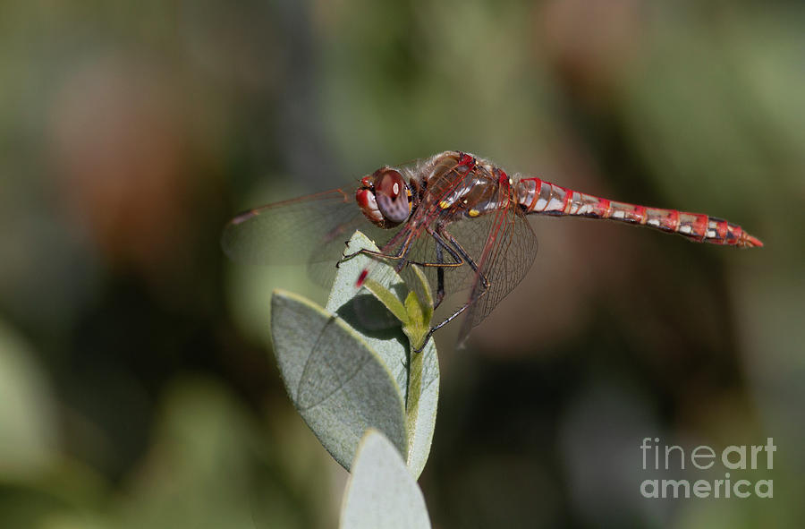 Male variegated Meadowhawk dragonfly Photograph by Ruth Jolly