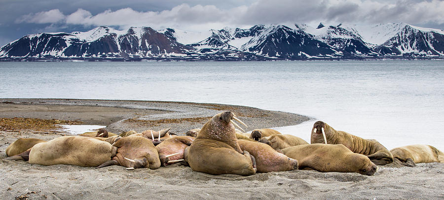 Male Walrus Colony Photograph by Peter Orr Photography