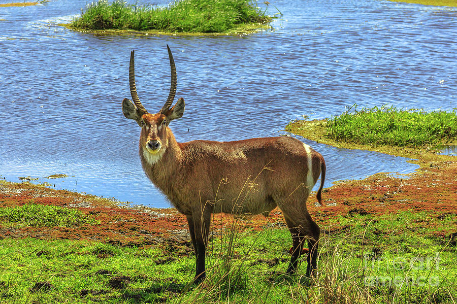 Male Waterbuck on a river Photograph by Benny Marty