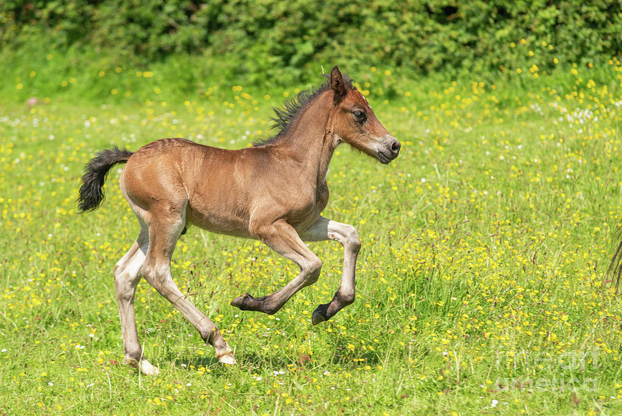 Male Welsh Cob Horse Foal Galloping Photograph by Andy Davies/science ...