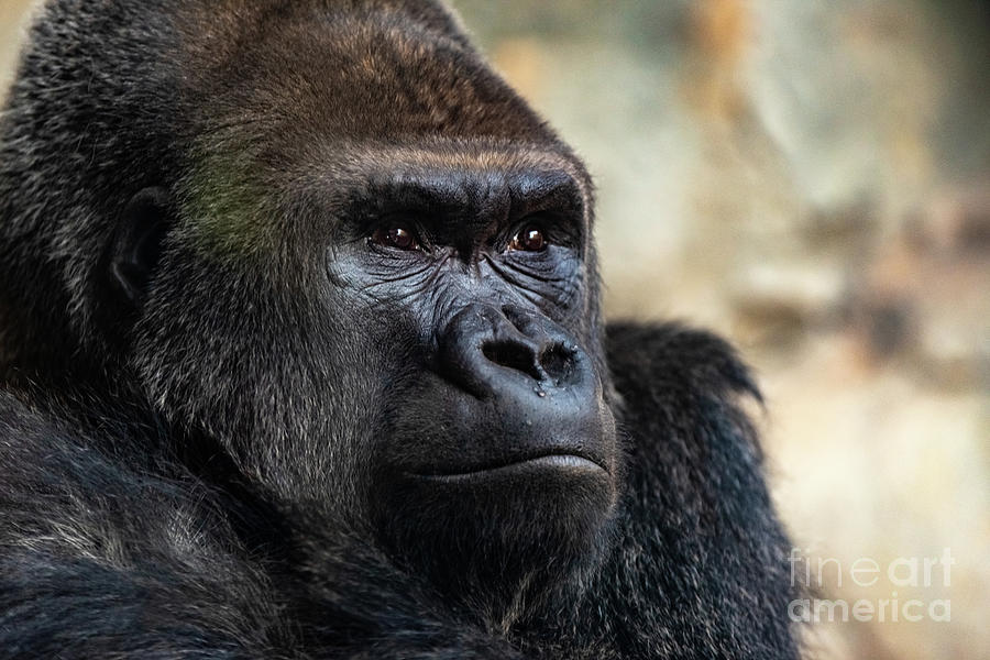 Male western gorilla looking around, Gorilla gorilla gorilla Photograph by Joaquin Corbalan
