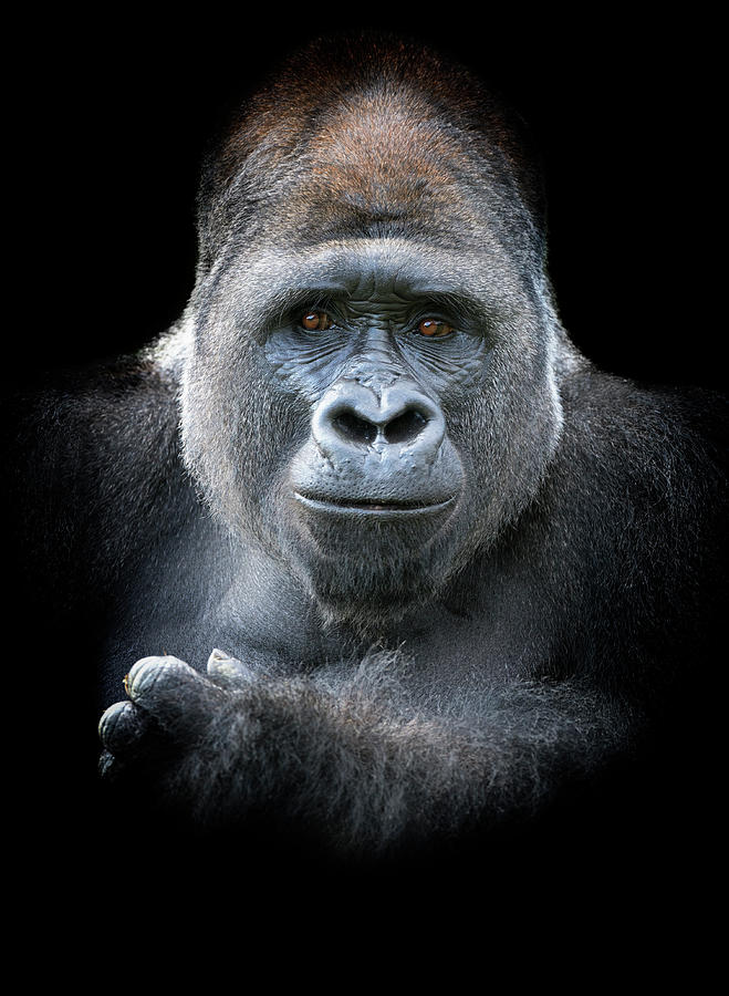 Male Western Lowland Gorilla Photograph by Mike Hill