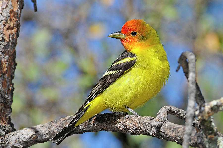 Male Western Tanager Photograph by Eastman Photography Views Of The Southwest