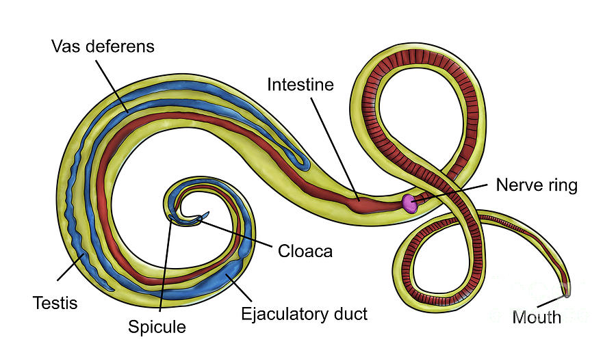 Male Whipworm Photograph by Kateryna Kon/science Photo Library - Fine ...