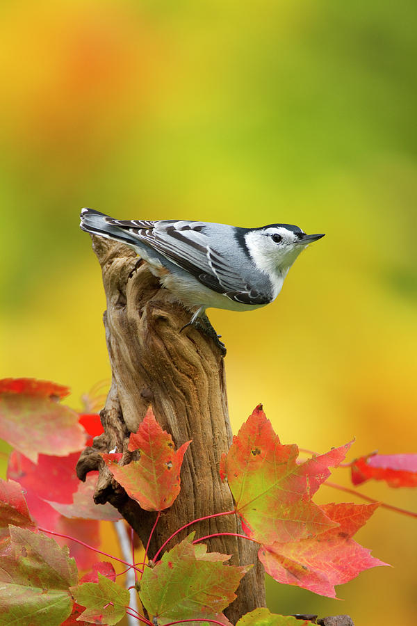 Wildlife Photograph - Male White Breasted Nuthatch Perched, New York, Usa by Marie Read / Naturepl.com
