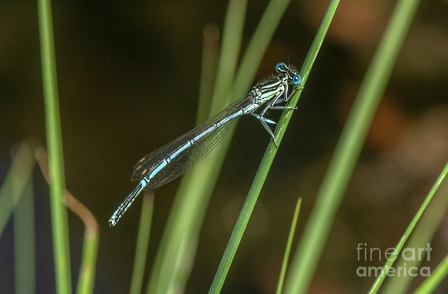 Male White-legged Damselfly Photograph by Bob Gibbons/science Photo Library