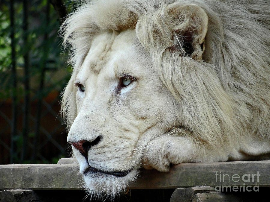 Male White Lion Panthera Leo Krugeri Photograph by Jany