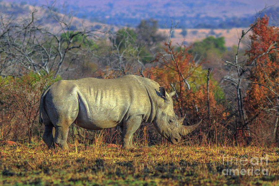 Male White Rhino Photograph by Benny Marty