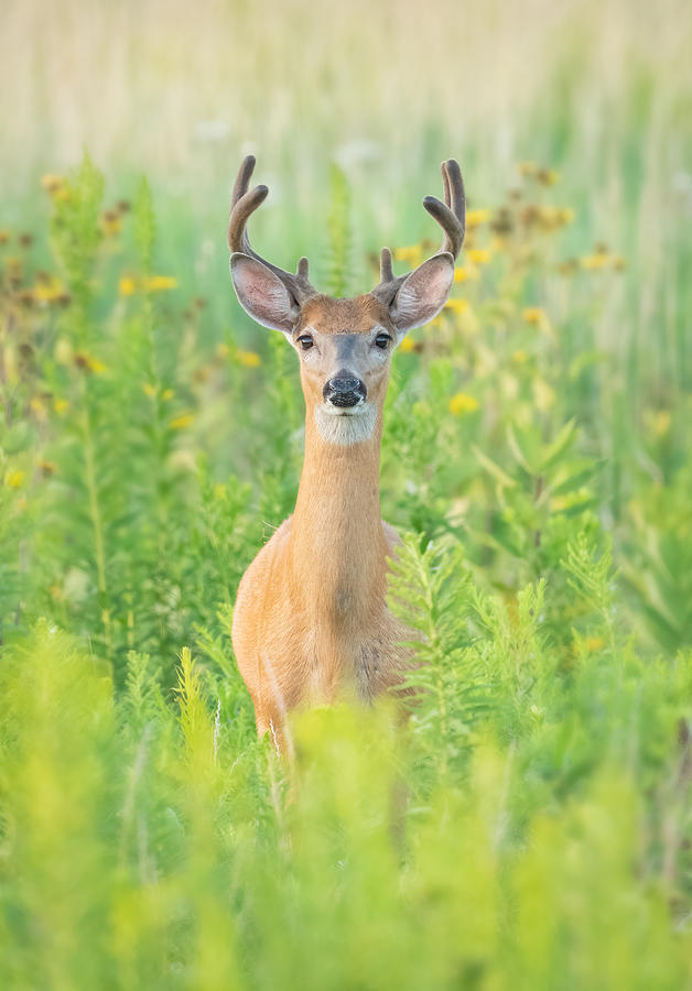Male White Tail Deer Photograph by Qing Li