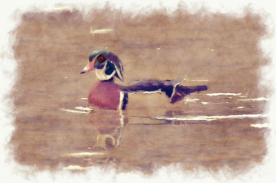 Male wood duck      paintography Photograph by Dan Friend