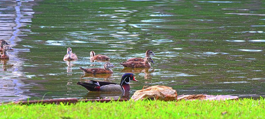Male Wood Duck And Ducklings Photograph by Lisa Wooten