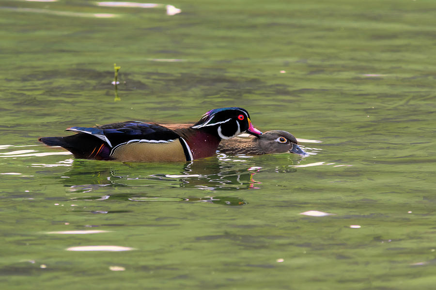 Male wood duck giving the female a peck Photograph by Dan Friend