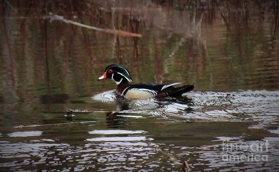 Male wood duck in Maine Photograph by Colleen Snow