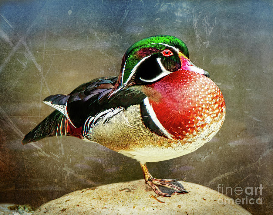 Male Wood Duck  Photograph by Joseph Miko