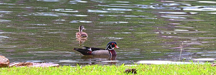 Male Wood Duck Photograph by Lisa Wooten