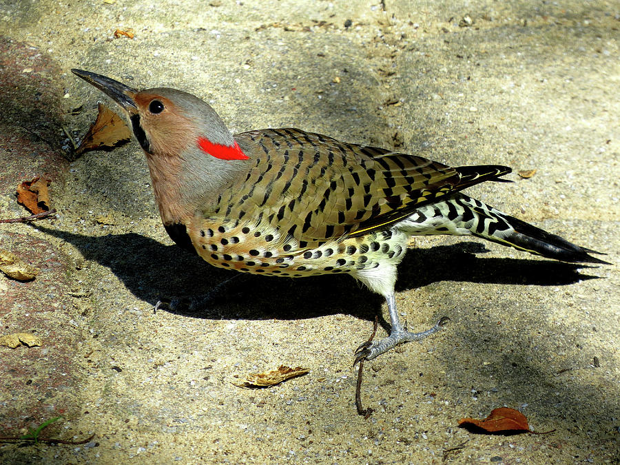 Male Yellow-shafted Northern Flicker Photograph by Linda Stern