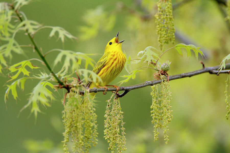 Male Yellow Warbler In Breeding Plumage Singing Amongst Oak Photograph by Marie Read / Naturepl.com Male Yellow Warbler In Breeding Plumage Singing Amongst Oak Photograph by Marie Read / Naturepl.com