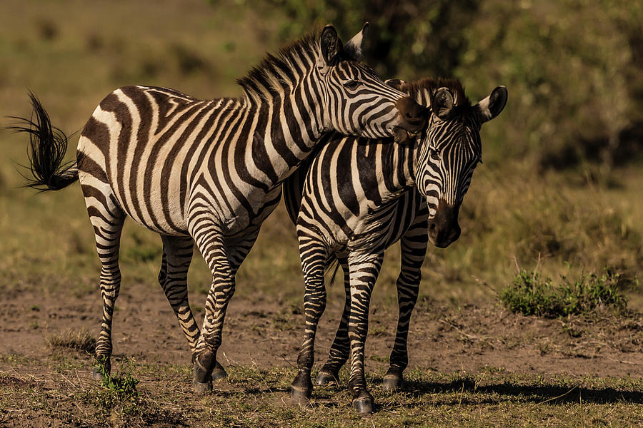 Male Zebras Play Fighting Photograph by Manoj Shah