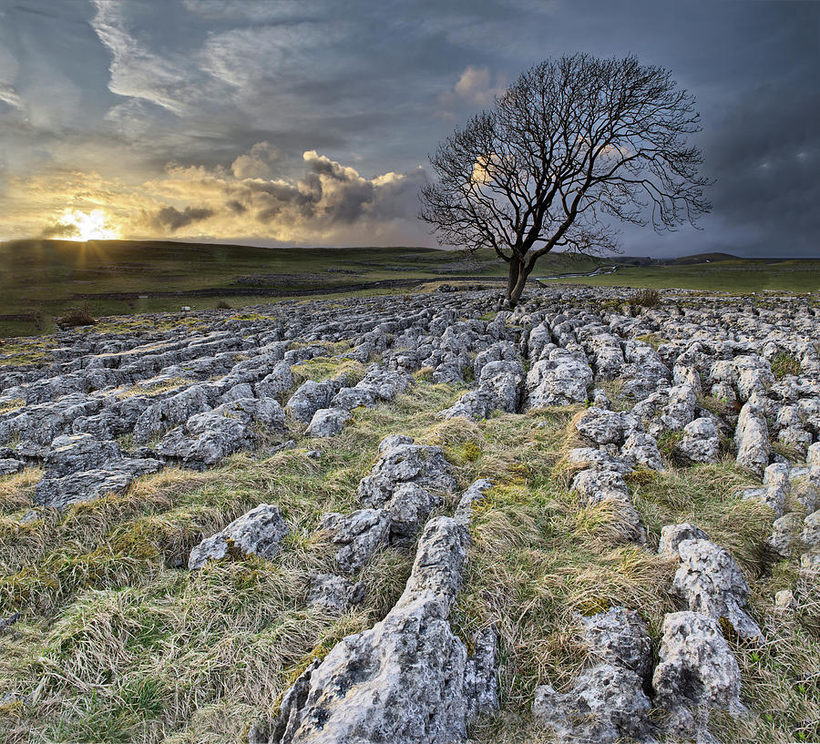 Malhams Tree Photograph by Getty Images