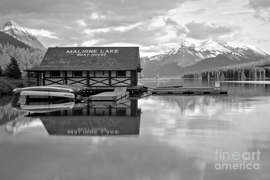 Maligne Lake Golden Pines Black And White Photograph by Adam Jewell