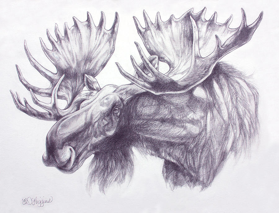 Maligne Lake Moose Drawing by Derrick Higgins