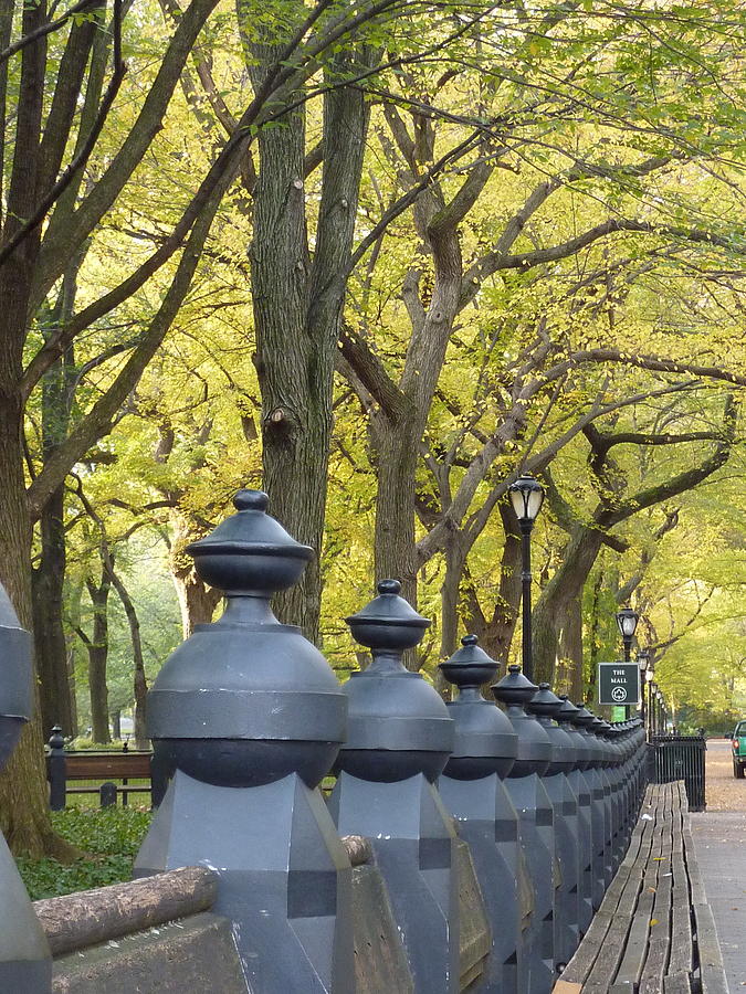 Benches Along the Mall in Central Park Photograph by Patricia Caron