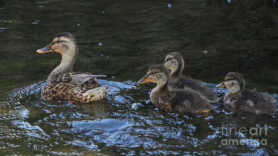 Mallard and Three Ducklings Swimming Photograph by Pablo Avanzini