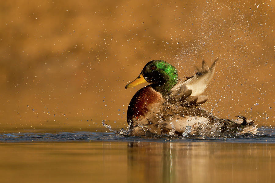 Mallard Bathing Photograph by Andrew Sproule