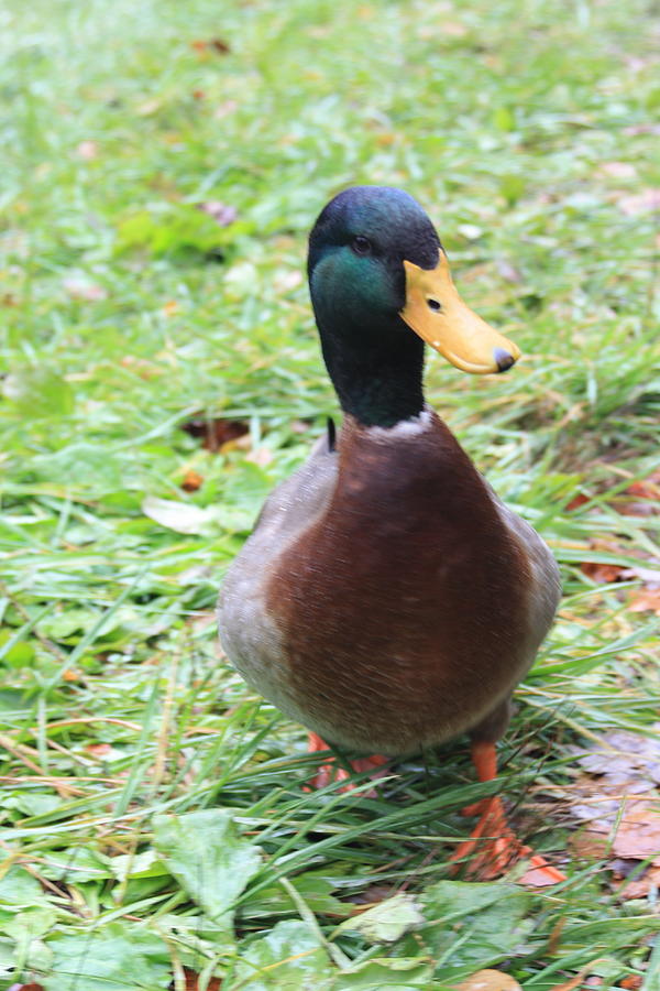 Mallard Photograph by Brianna Leonard - Fine Art America