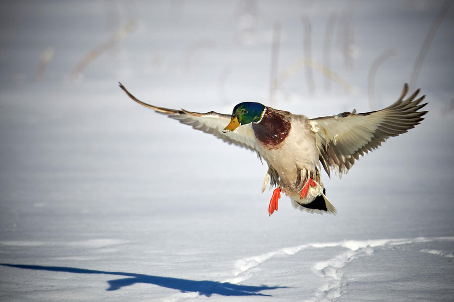 Duck Photograph - Mallard Chasing his Shadow by Paul Freidlund