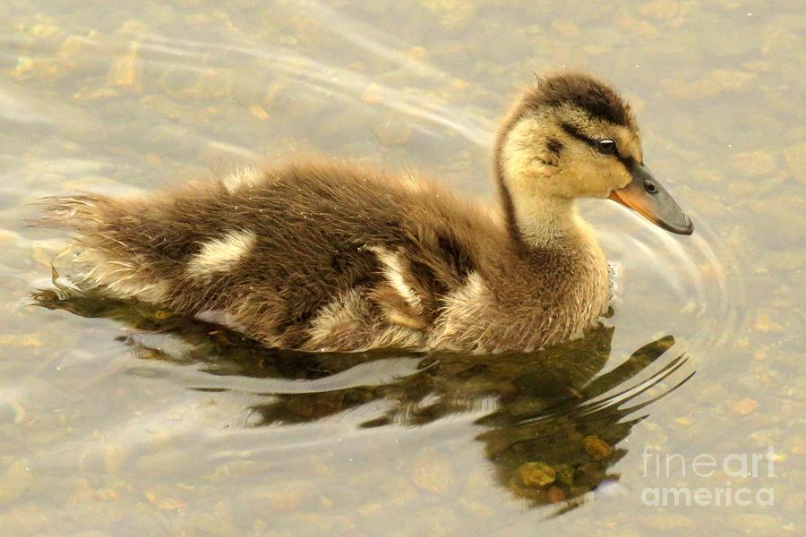 Mallard cutie by Frank Townsley Mallard cutie by Frank Townsley