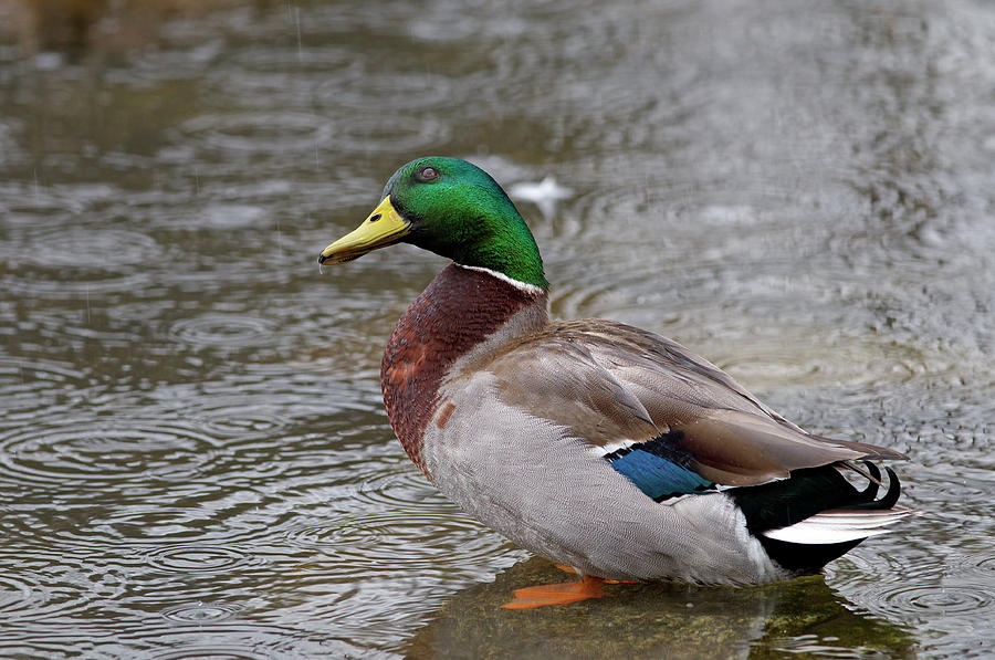 Mallard Drake in the Rain by Sharon Talson Mallard Drake in the Rain by Sharon Talson