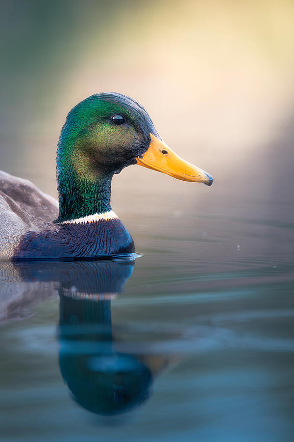 Duck Photograph - Mallard Duck by Alex Zhao