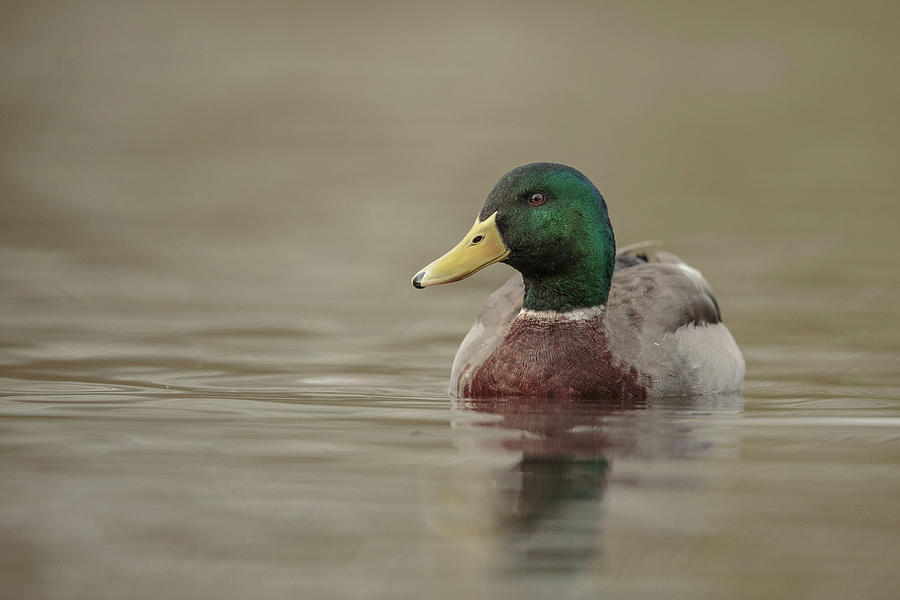 Mallard Duck, Anas Platyrhynchos Photograph by Sarah Darnell