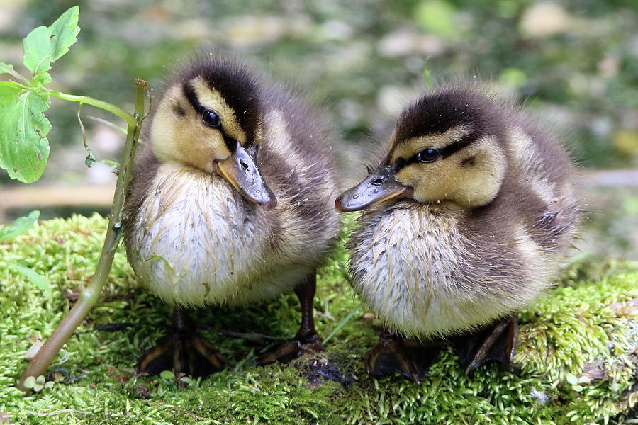 Mallard Duck Chicks Stony Brook New York Photograph by Bob Savage