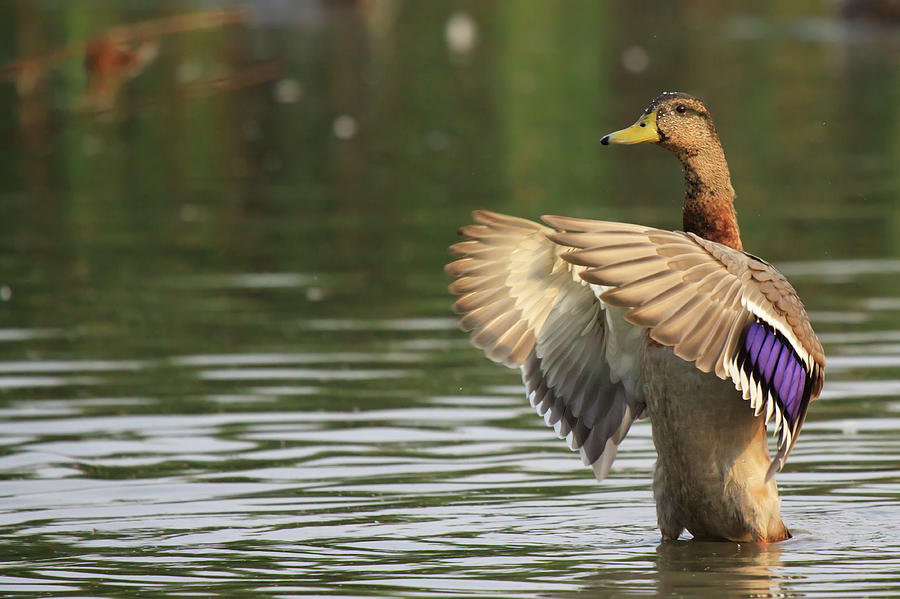 Mallard - Duck Photograph by Fabio Nodari
