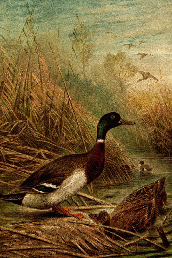 Mallard Duck Painting by F.W.  Kuhnert
