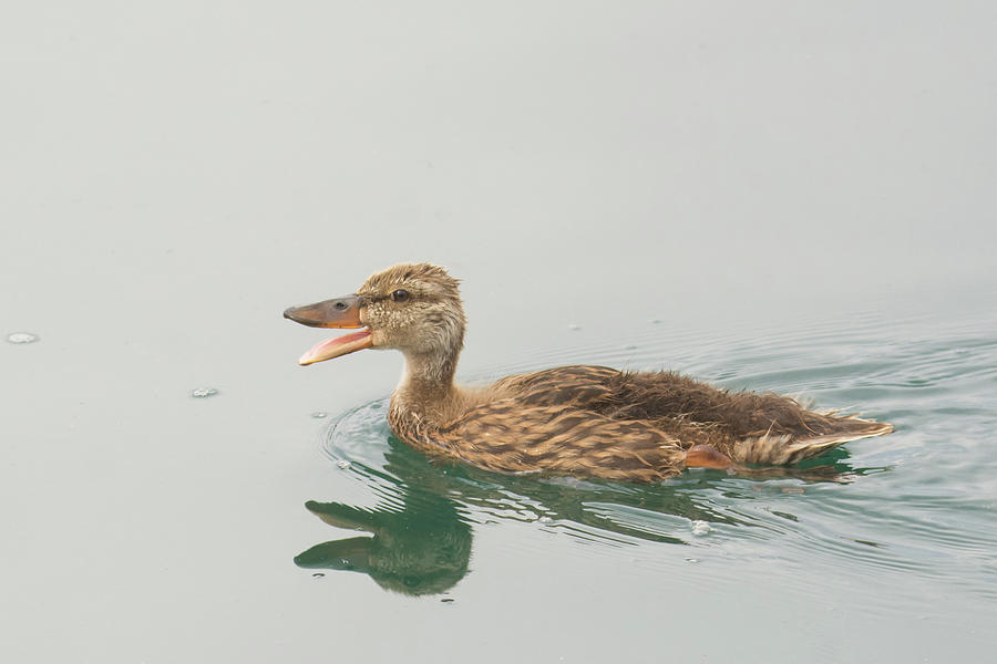 Mallard Duck Juvenile 2818-071219 Photograph by Tam Ryan