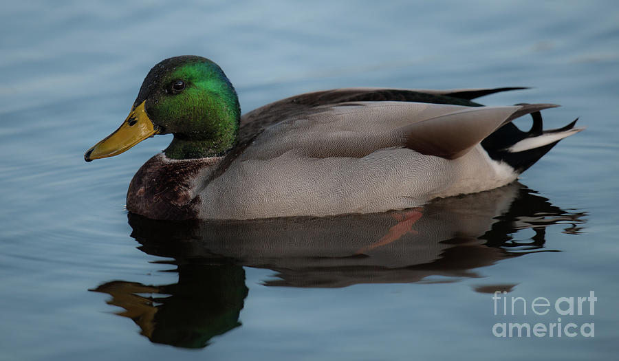 Mallard Duck - Lowcountry Photograph
